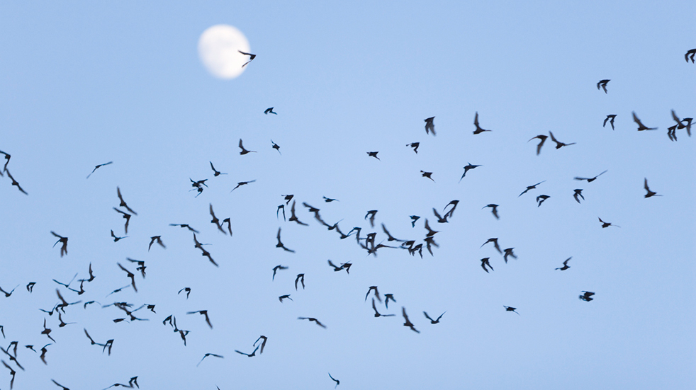 Unusual UK days out: bat walk